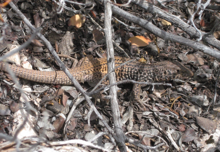 Western Whiptail
